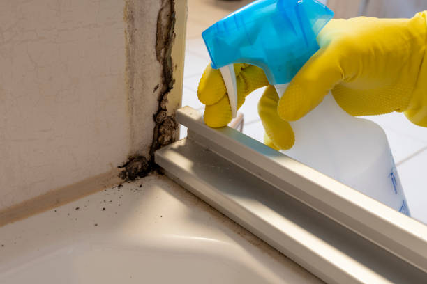 Best Black Mold Removal  in Duenweg, MO